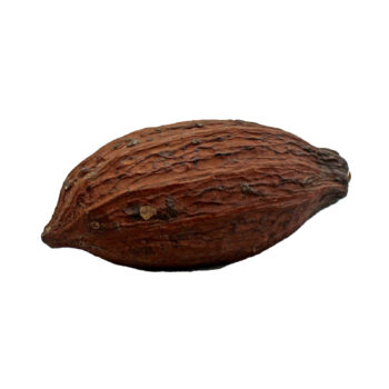 CABOSSE SÉCHÉE – Image 1