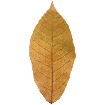 FEUILLES DE CACAOYER – Image 1