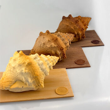 COQUILLAGE DE TAHITI