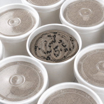SORBET - Sésame miso